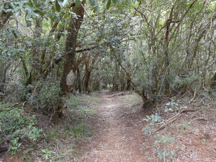 Bushbuck Trail